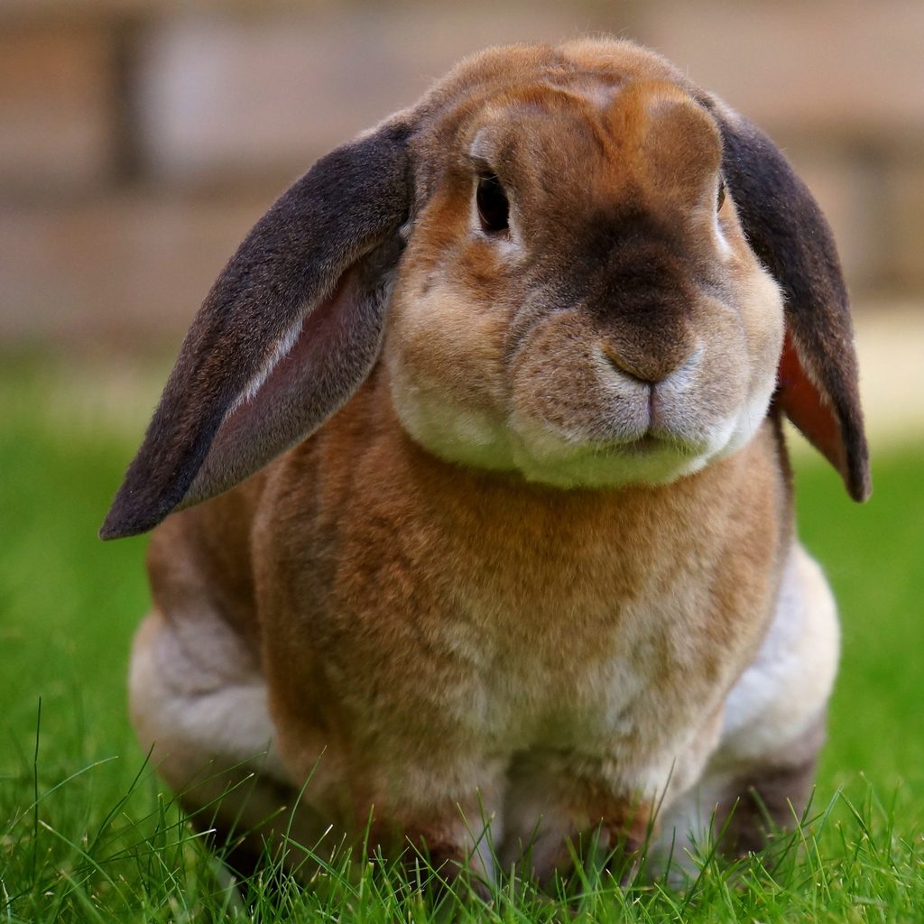 Brown bunny sits in the grass