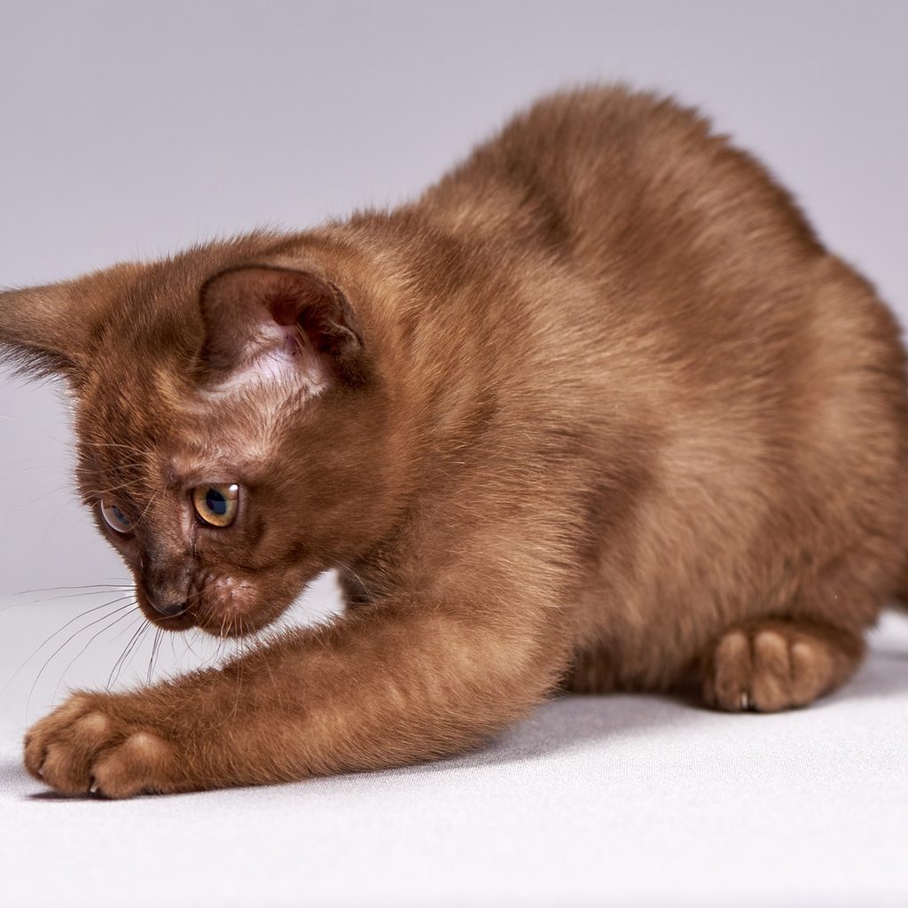 Burmese playing with a bell toy