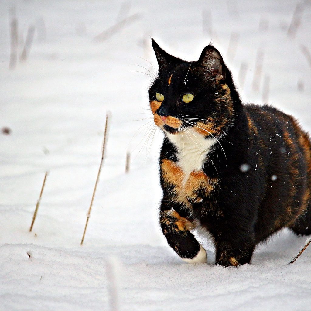 Calico cat walking in the snow