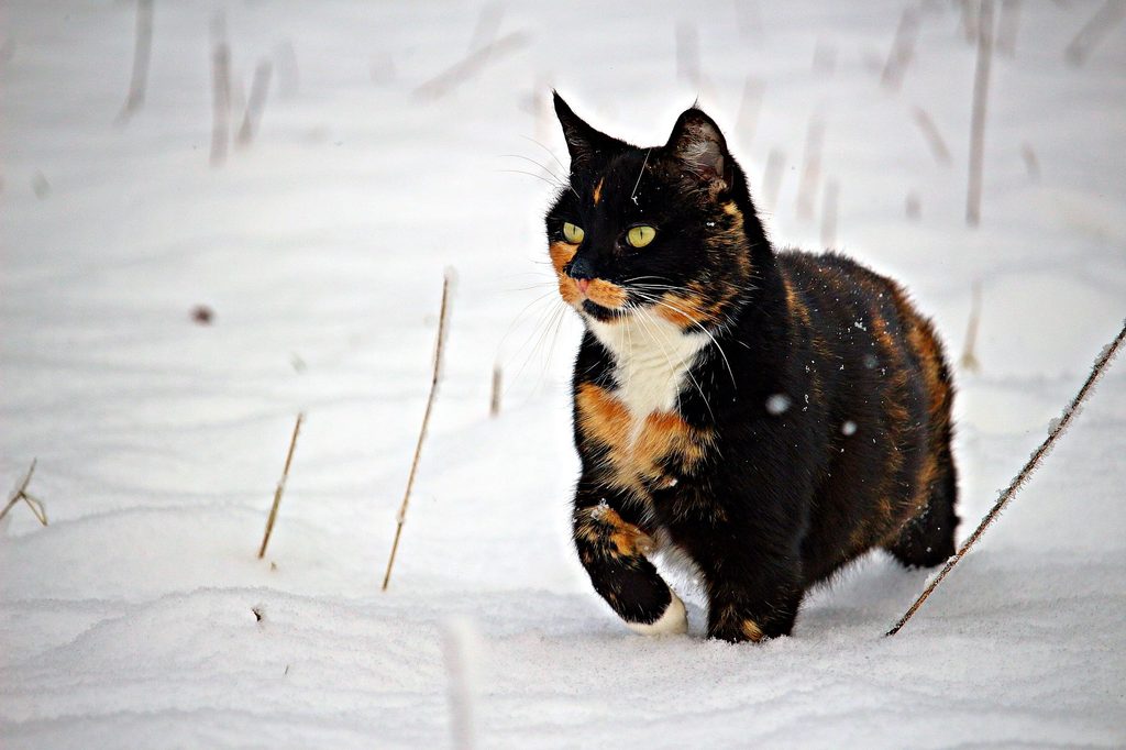 Calico cat walking in the snow