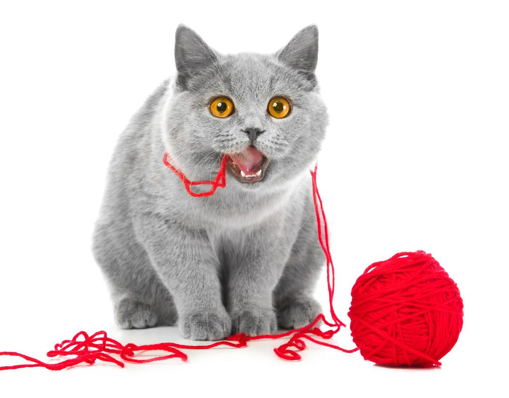 Cat chewing on wool.