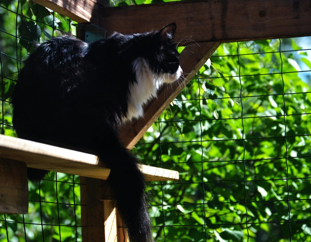 Cat hanging out in catio.