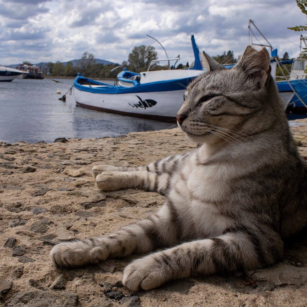 Cat lying on a beach in front of a boat