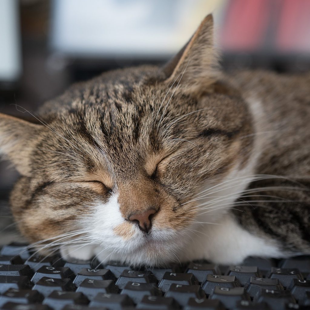 Cat sleeping on a keyboard