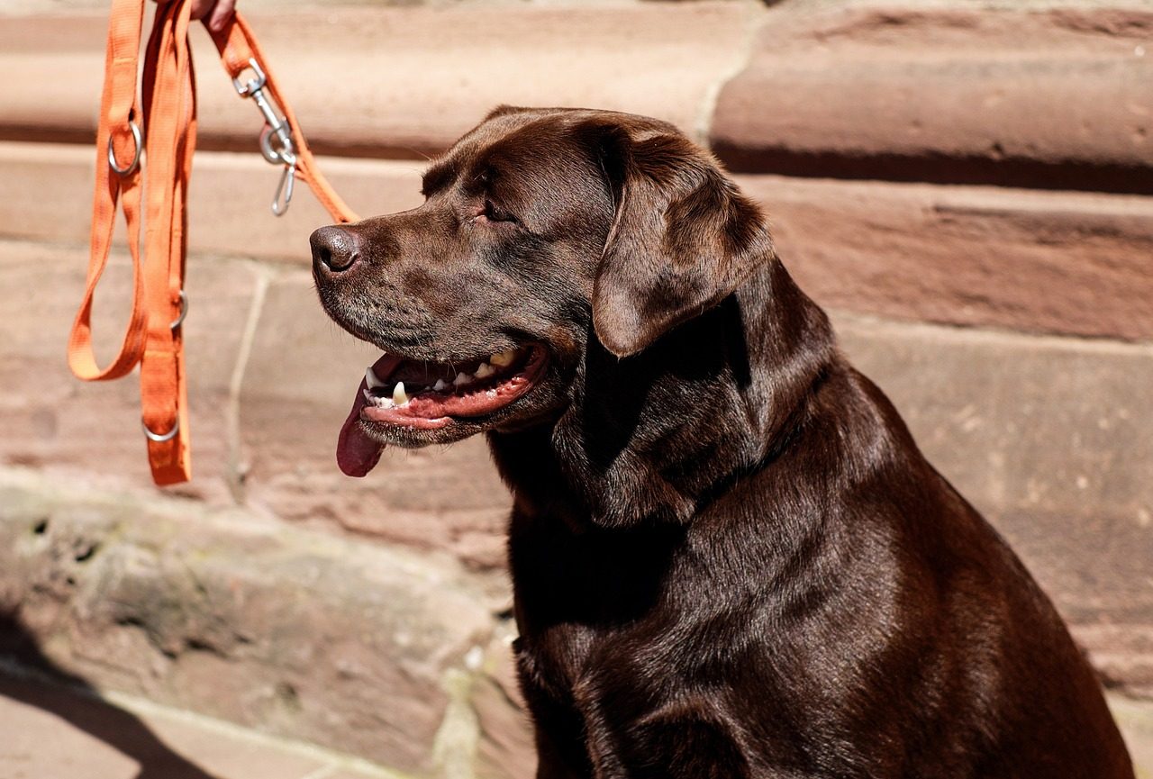 A chocolate lab lets his tongue hang out as he sits in the sun.