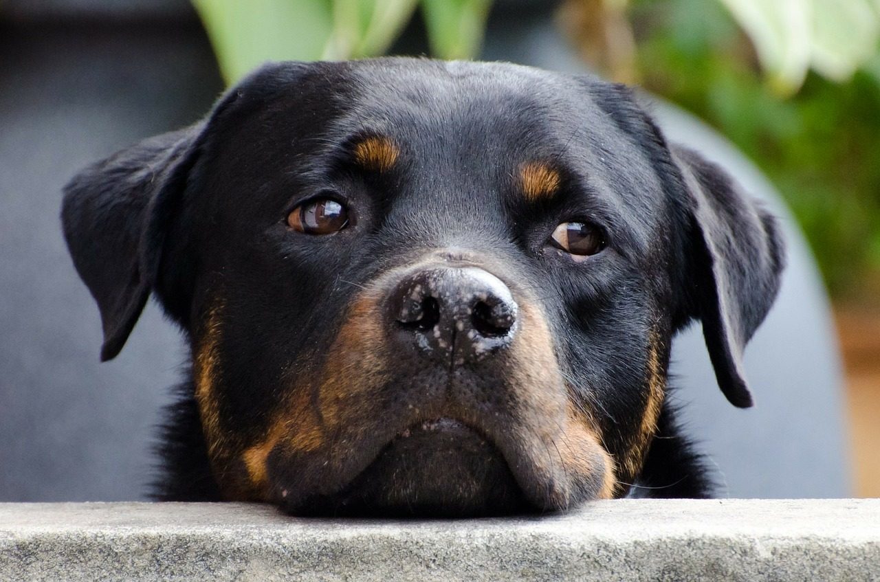 A closeup shot of a Rottweiler with a pink speckled nose.