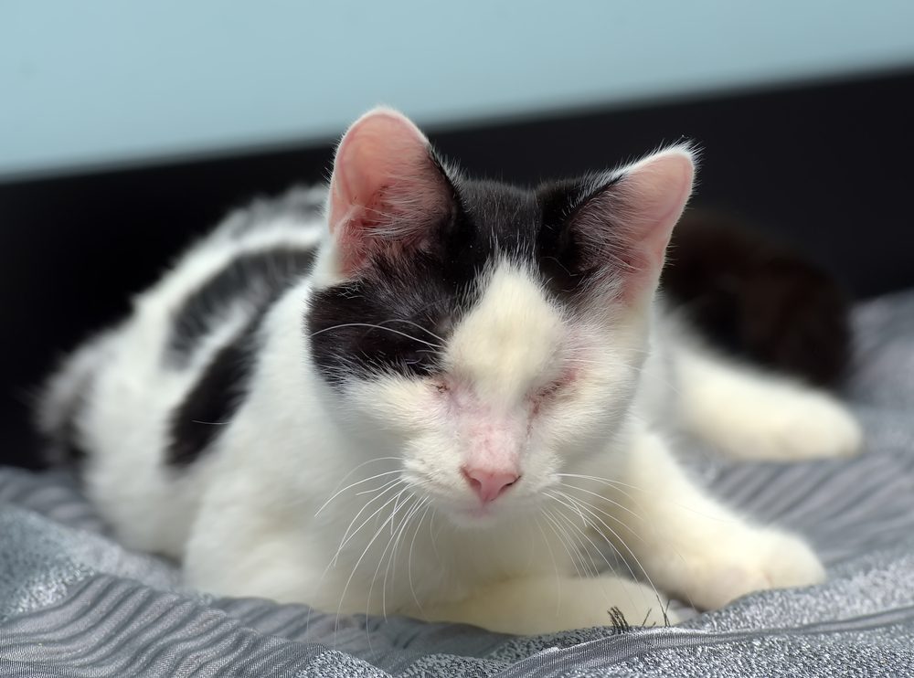 A closeup shot of a blind black and white cat.
