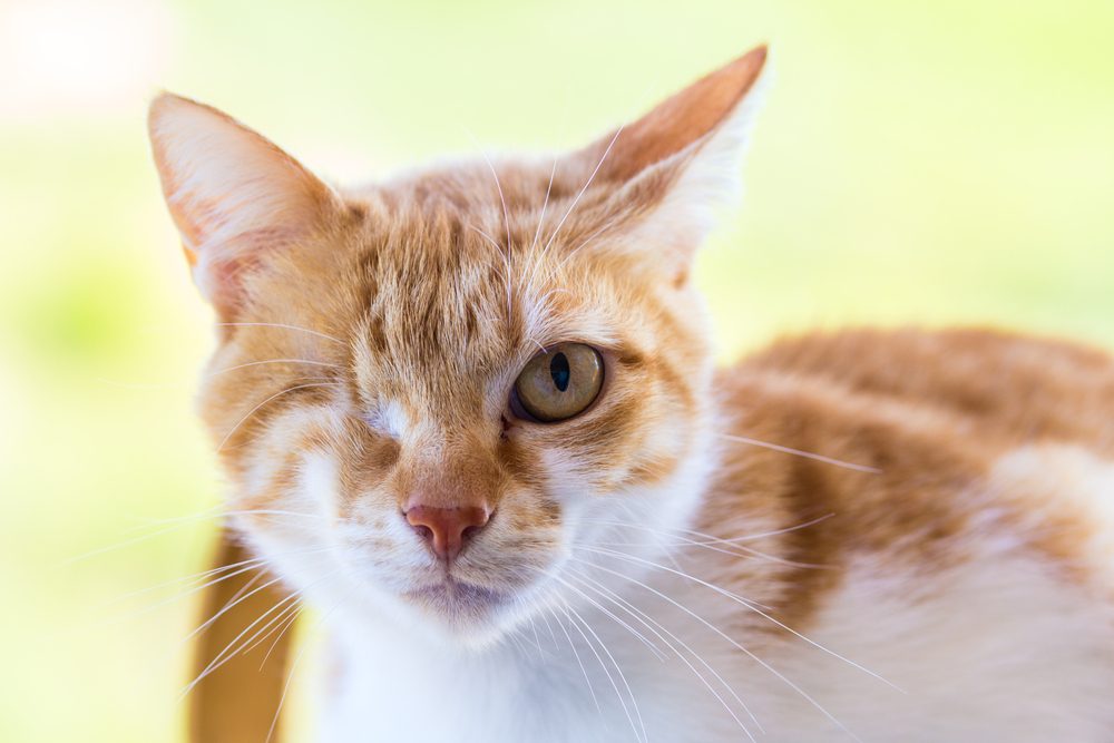 A closeup shot of a one-eyed orange tabby cat.