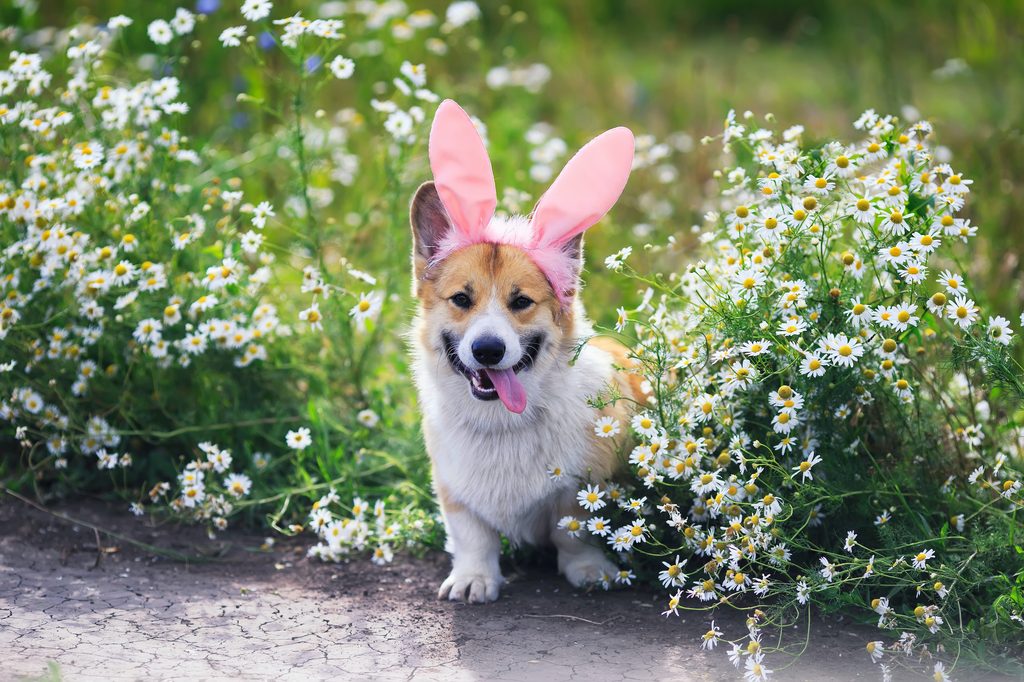 A Corgi wearing Easter bunny ears
