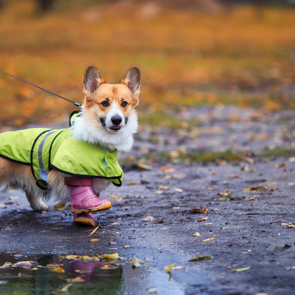 A Corgi wearing a rain jacket and rain boots stands in a puddle while out on a walk