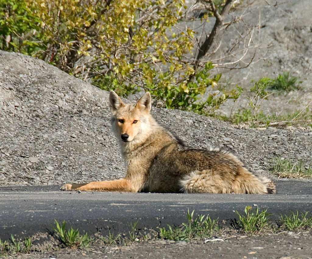 Coyote lying down in front of a rock pile