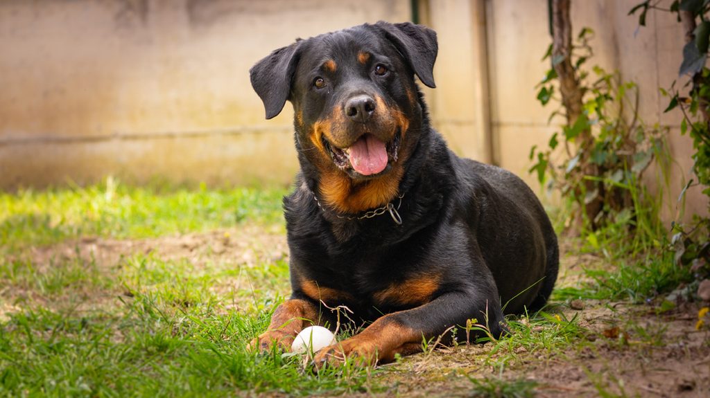 Cute Rottweiler playing ball.