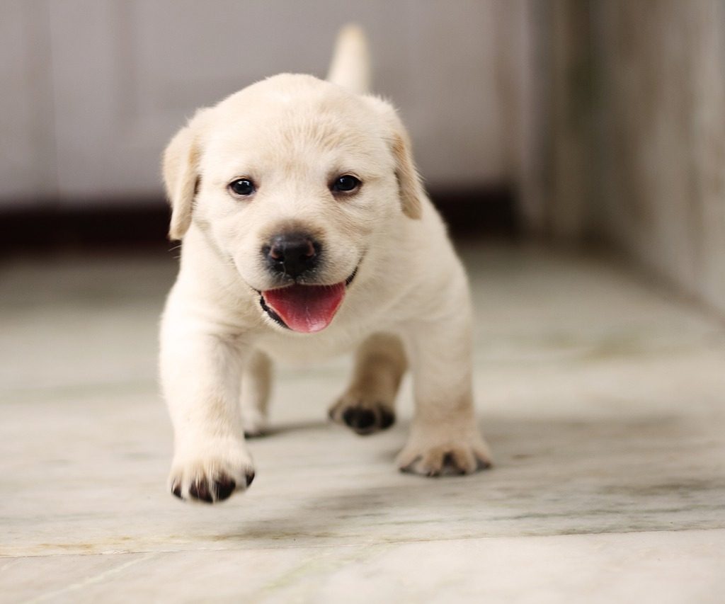 A cute yellow lab puppy walking across the floor.