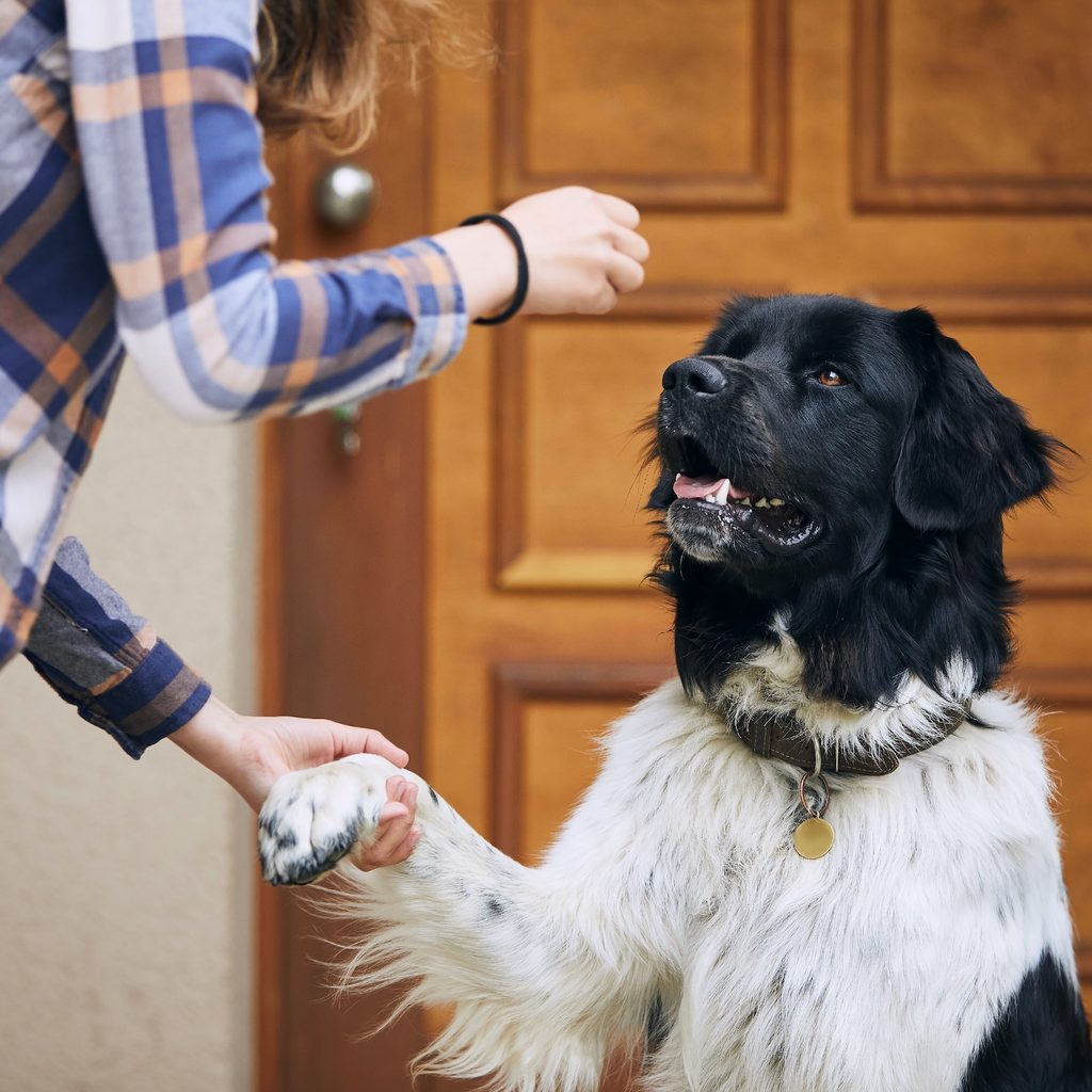 A large dog offers a paw to a woman handing him a treat