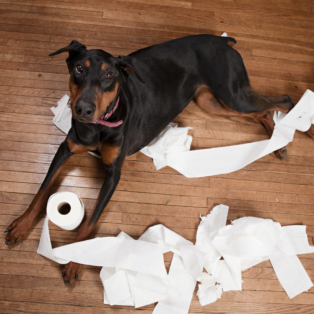 A Doberman Pinscher lies on he floor chewing two rolls of toilet paper