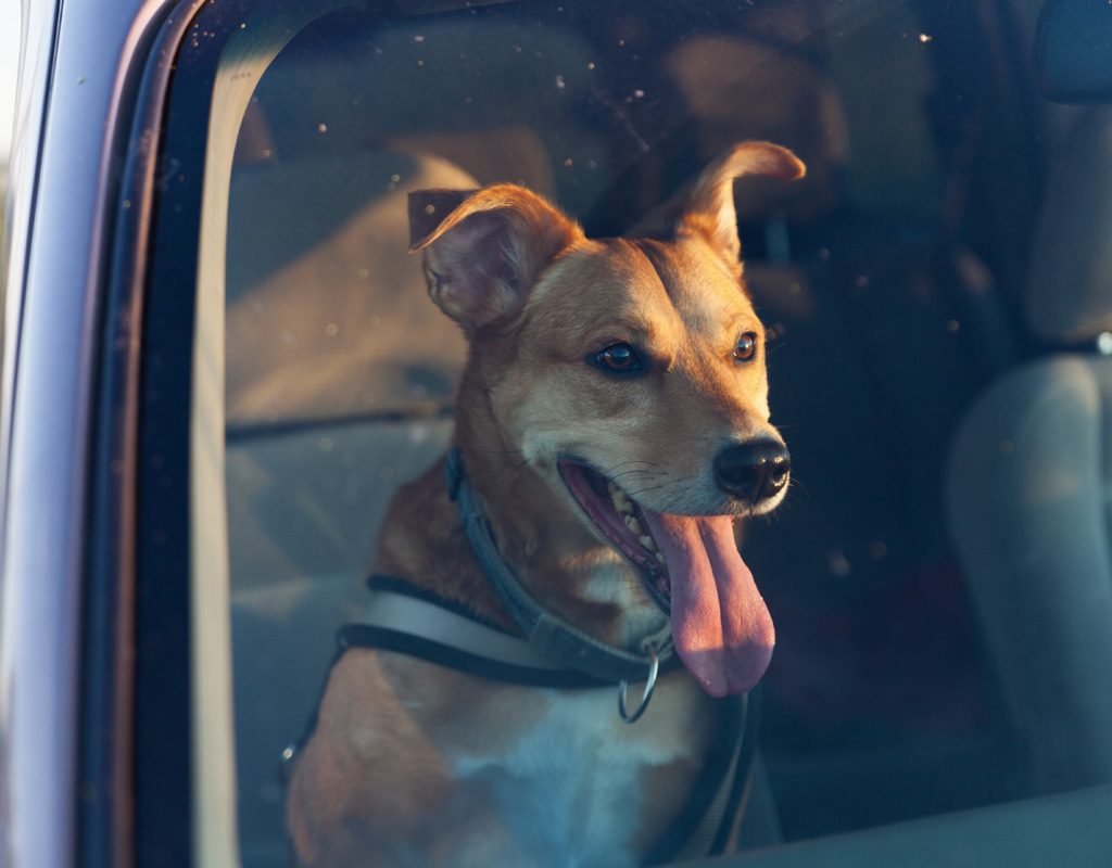 Dog panting in car.