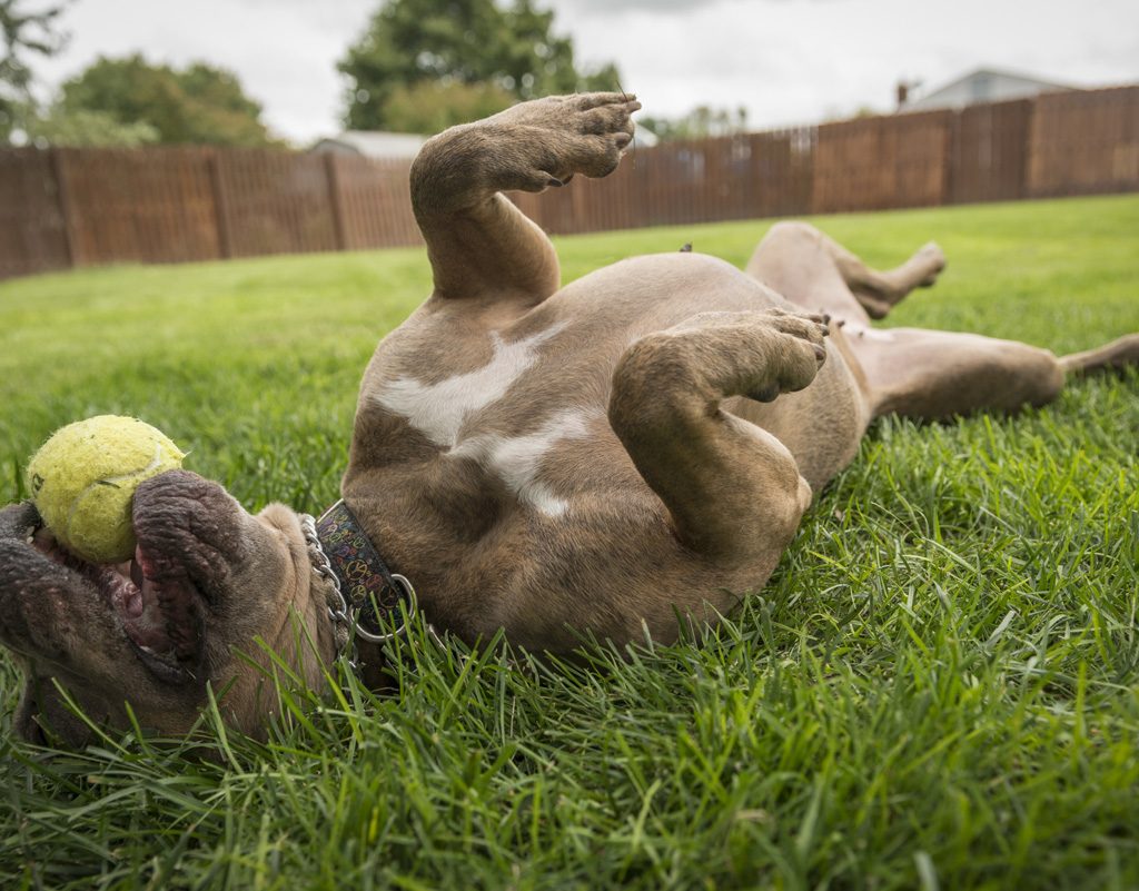 Dog rolling in grass with a ball in his mouth.