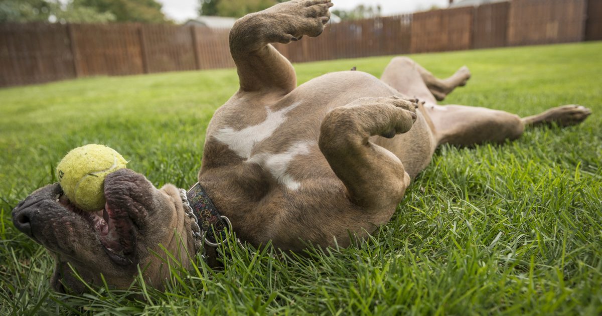 Skip the RoundUp and use these pet-safe yard care products | PawTracks
