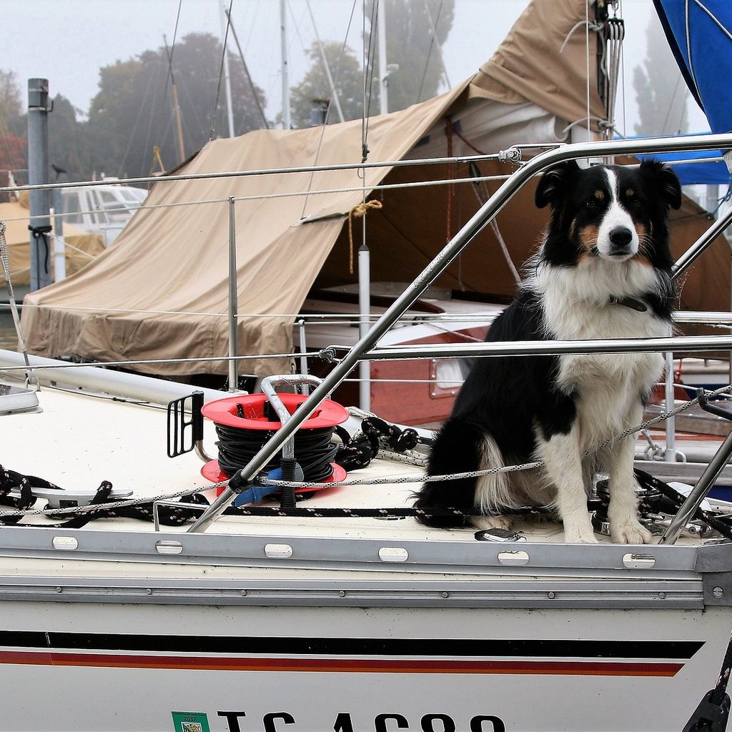 Dog sitting on the bow of a docked boat