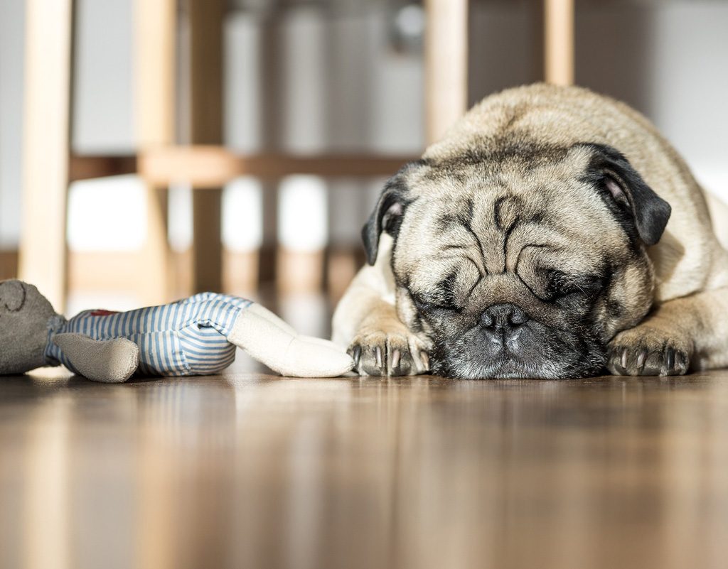 Dog sleeping near toy