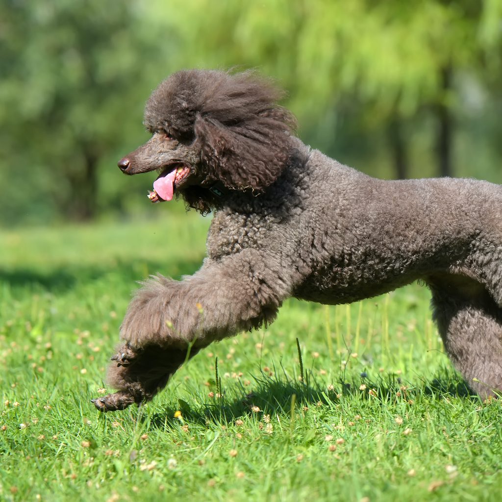 A brown standard poodle runs through the grass with their tongue out