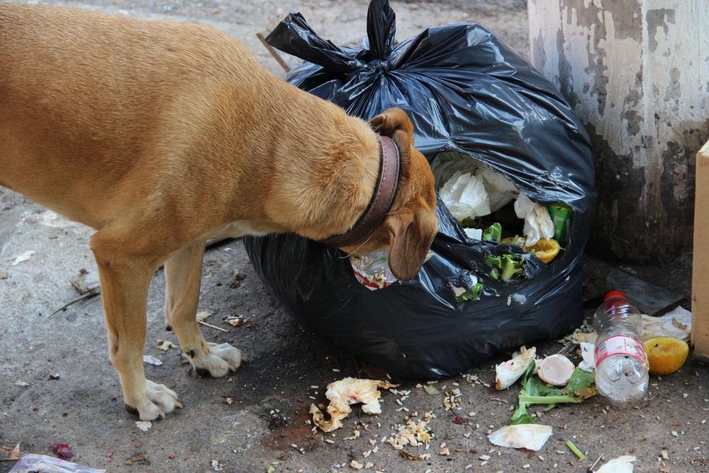 A dog wearing a brown leather collar eats from a bag of garbage