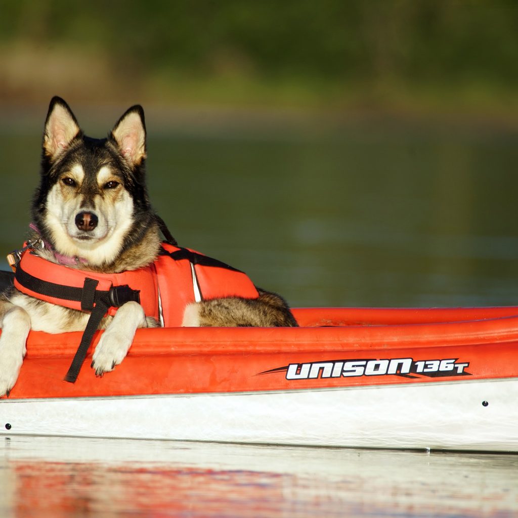 Dog wearing a red life vest lying in a kayak
