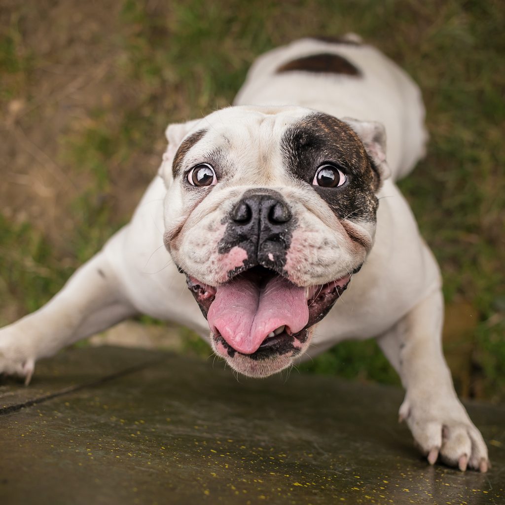 An English Bulldog jumps on their hind legs with their mouth open