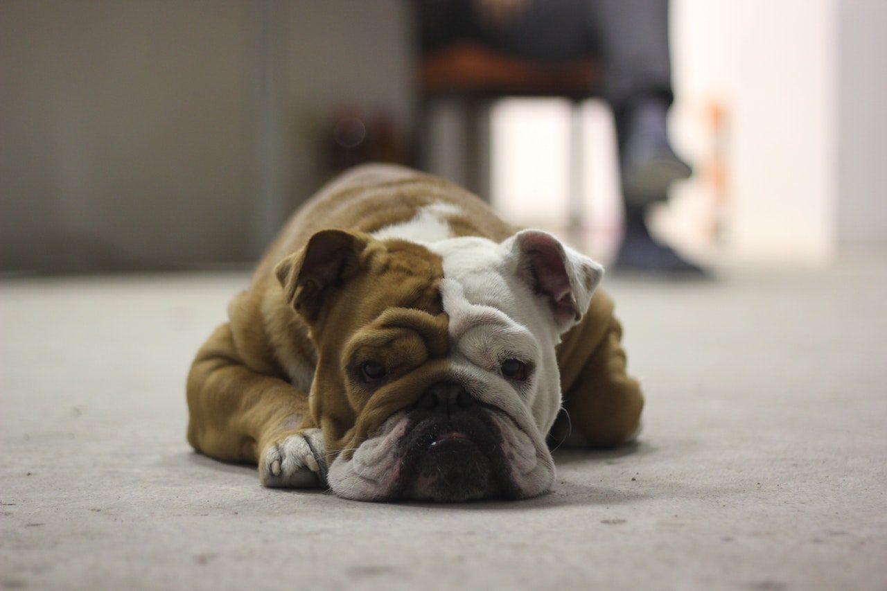 A tan and white English Bulldog lying on a concrete floor.