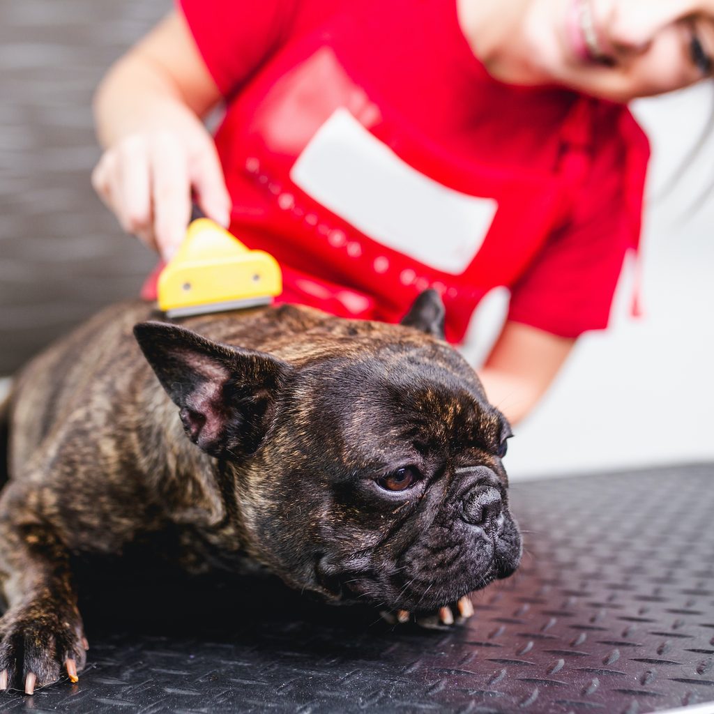 A woman brushes a French Bulldog as the dog lies on a grooming table