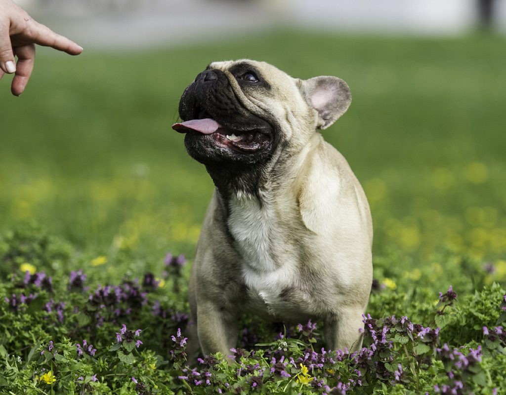 French bulldog sitting on command.