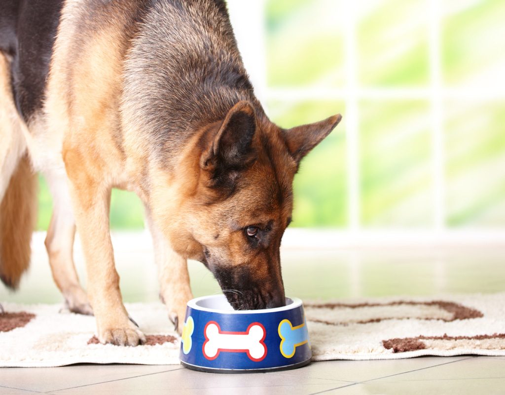 German shepherd eating from bowl.