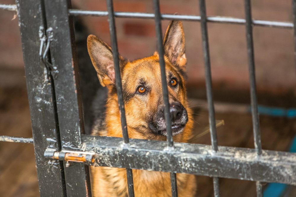 A German Shepherd sits inside a metal enclosure.