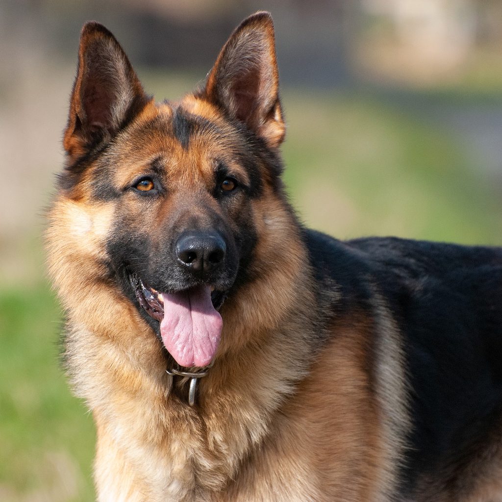German shepherd in a grassy field