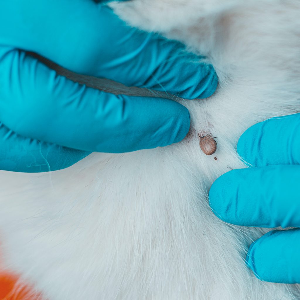 Gloved hands prepare to remove a tick from an animal's fur