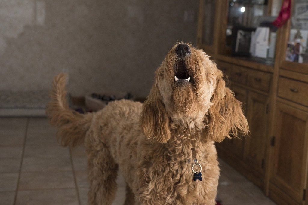 A golden doodle stands in a kitchen, barking loudly