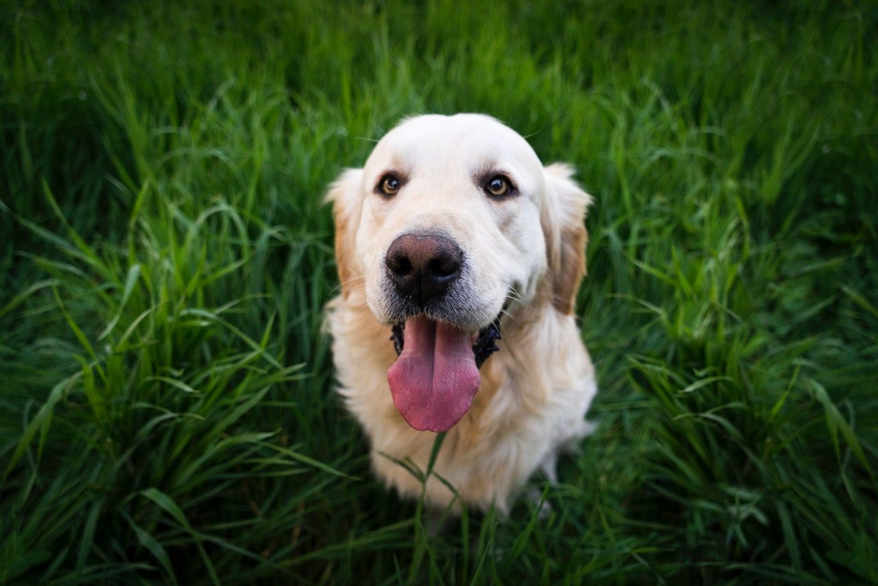A golden retriever sits panting in a grassy field.
