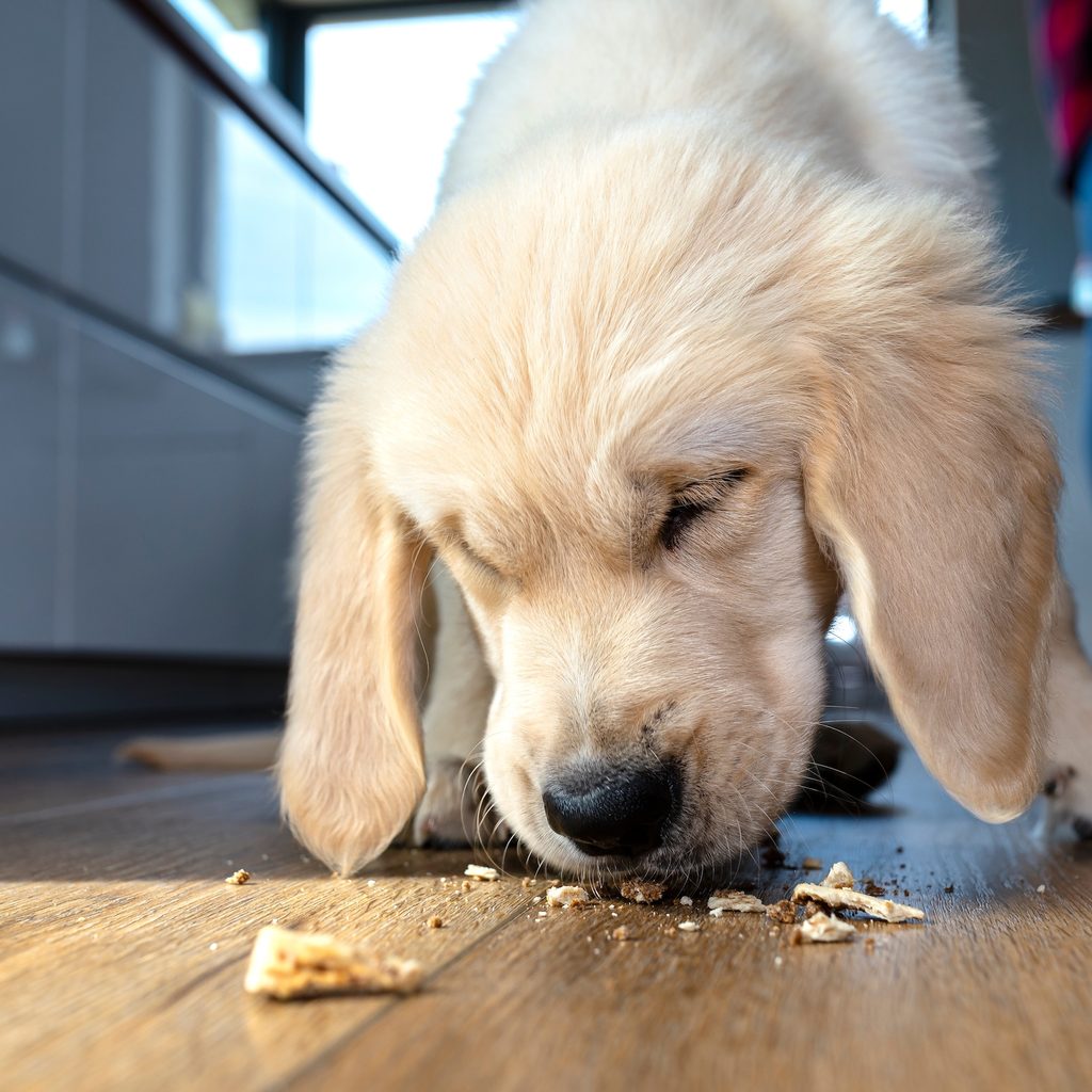 Golden retriever puppy eats crumbs off the floor