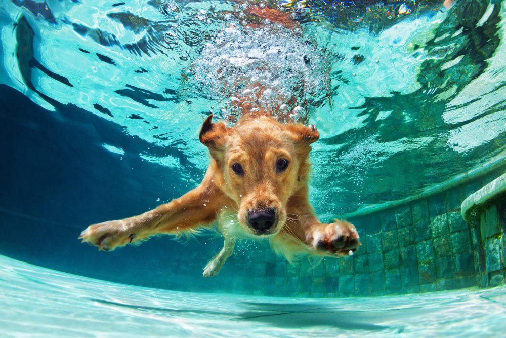 An underwater shot of a golden retriever swimming in a pool.