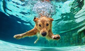 An underwater shot of a golden retriever swimming in a pool.