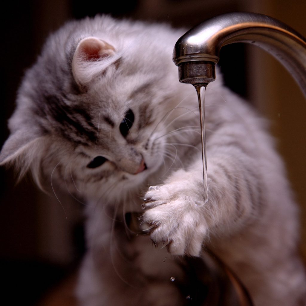 Grey cat pawing at running tap water