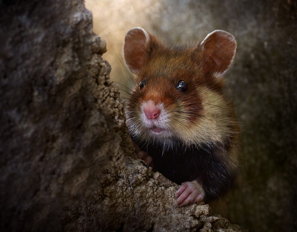 Hamster in the wild underground