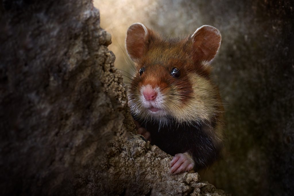 Hamster in the wild underground