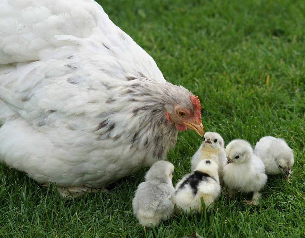 Mother hen helps feed her chicks in the grass
