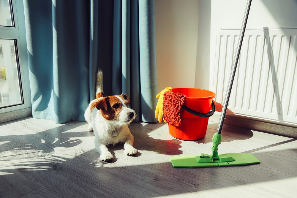 A long-haired Jack Russell terrier sits beside a mop and bucket