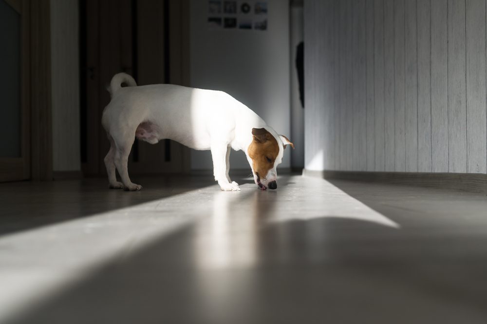 A Jack Russell Terrier licks a wood floor.
