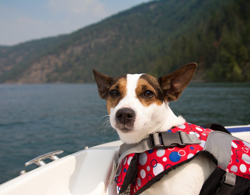 Jack russell terrier enjoying a boat ride.