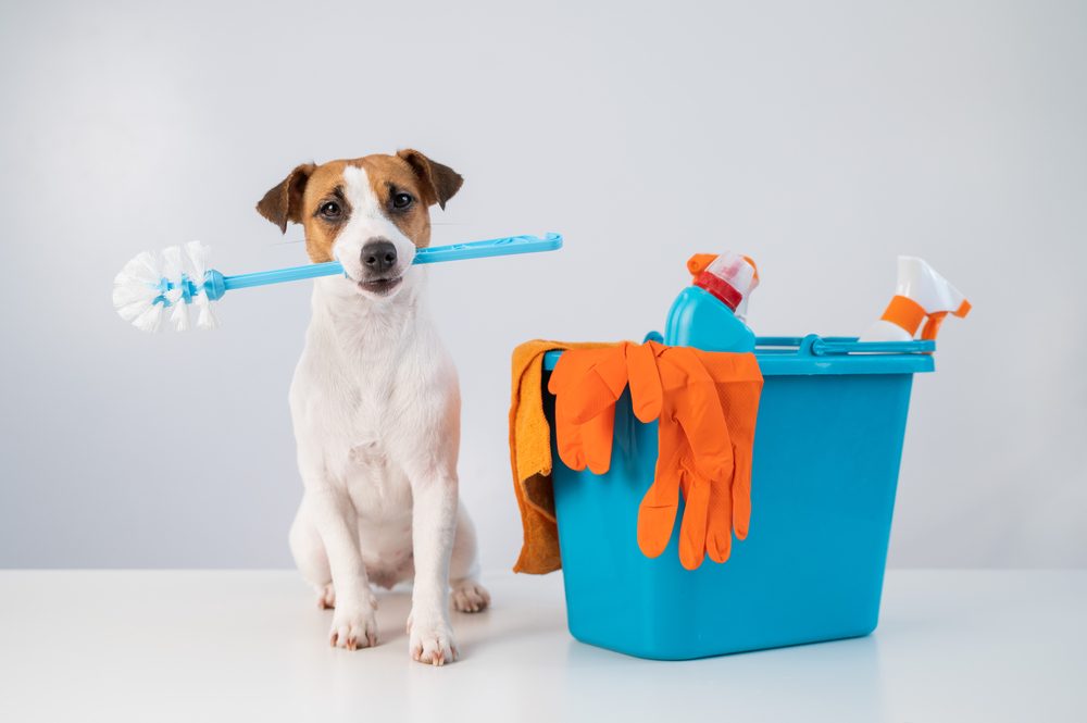 A Jack Russell terrier sits beside a mop bucket with a toilet brush in his mouth