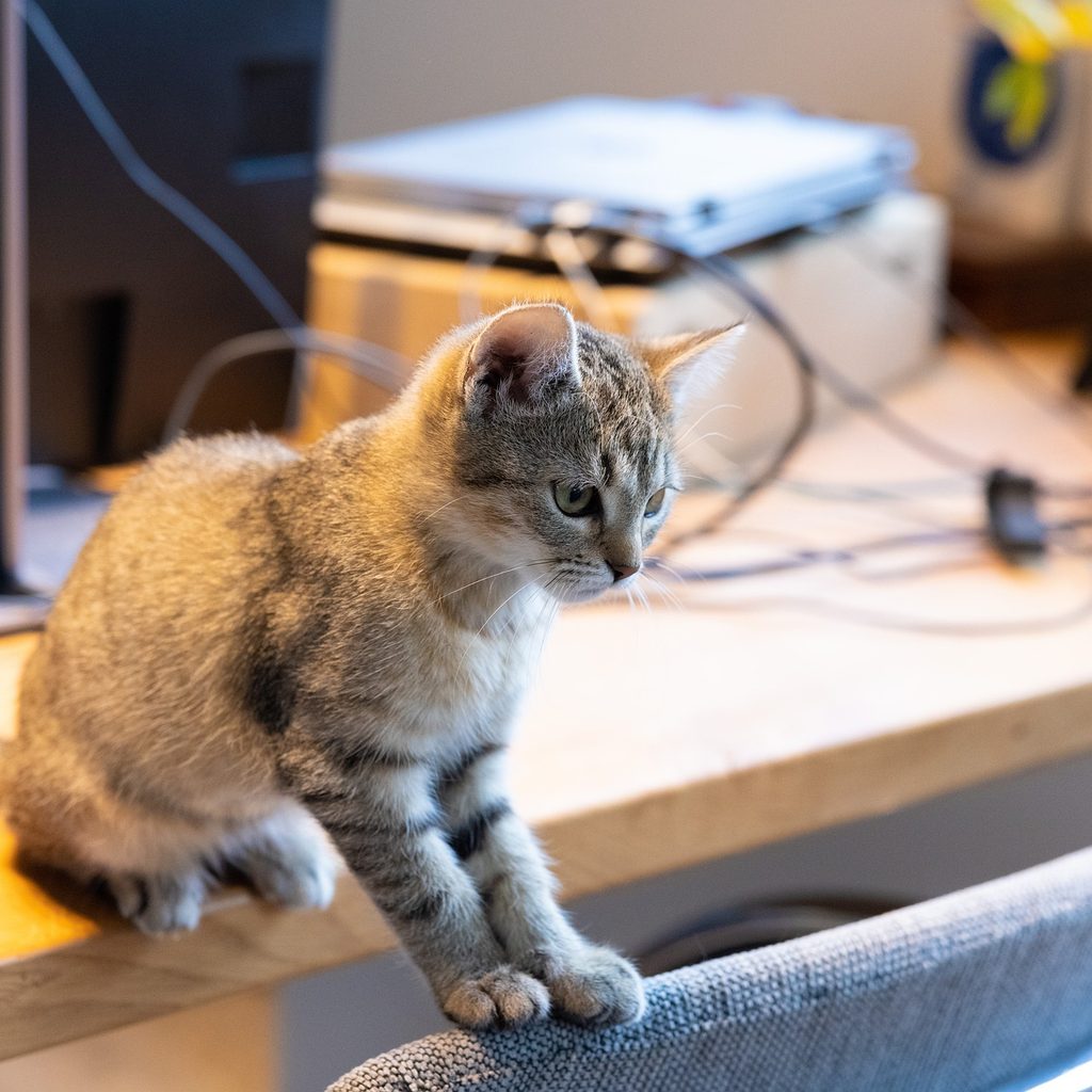 Kitten sitting on an office desk