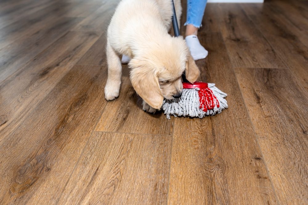 A Lab puppy chasing a mop as a woman cleans the floors